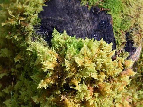 15 Taiga Plants That Thrive in the Boreal Forest