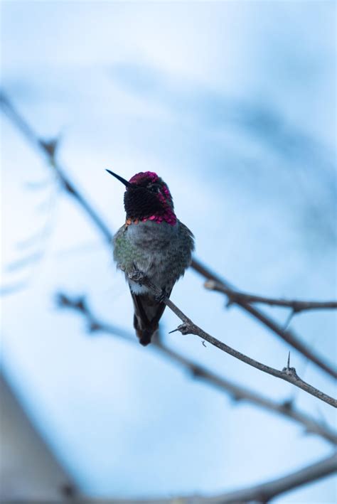 Birding at the Riparian Preserve : r/phoenix