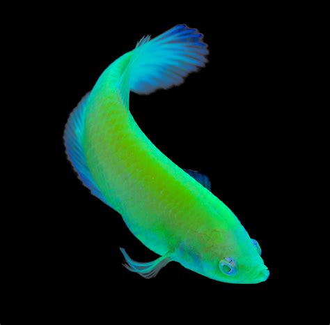 GloFish Introduces Bettas to Fluorescent Fish Offerings - AMAZONAS Magazine