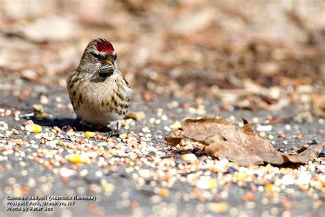 The City Birder: Rare Brooklyn Bird