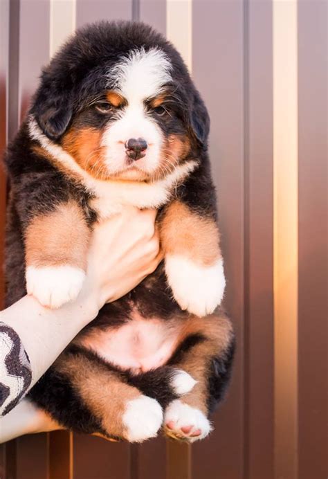 Bernese Mountain Dog Puppies For Sale | Florida 436, FL #288211