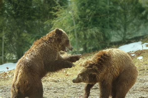 Grizzly Bears Playing 4 Free Stock Photo - Public Domain Pictures