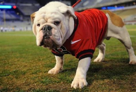 Uga (Mascot) | EDSBS Wiki | FANDOM powered by Wikia