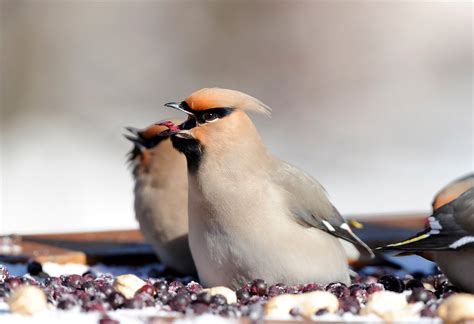 Bohemian Waxwing