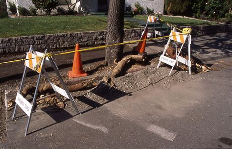 Tree Root Damage | Tree Care for Birds