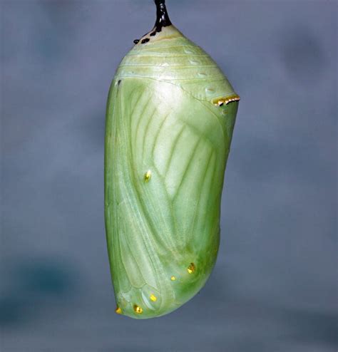 Monarch Butterfly Chrysalis – BestFarmAnimals