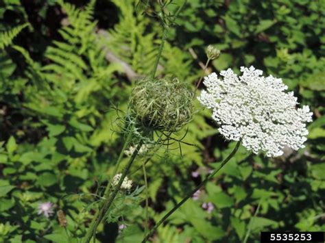 Wild Carrot | Cornell Weed Identification