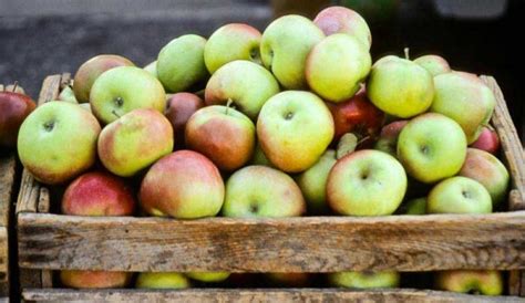 4 Steps To Prepare For Apple Harvesting Season - Hobby Farms