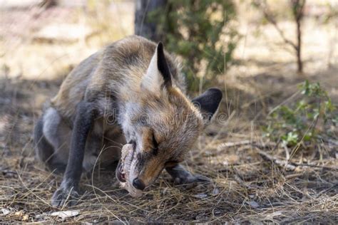 Young fox eating chicken stock photo. Image of watch - 196039732