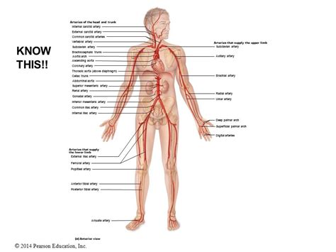 Palpation sites for pulse Diagram | Quizlet