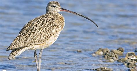 Endangered Animals of the Black Hills: Eskimo Curlew