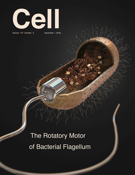 Contessa Giontsis | The Rotatory Motor of Bacterial Flagellum