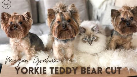 Yorkie Teddy Bear Cut | Yorkie 101 - YouTube