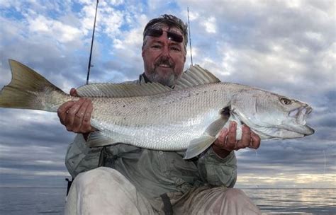 Scott's Species - mulloway, a sought-after but sometimes elusive wonder - Recfishwest