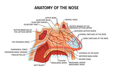 Nose Anatomy Flat Diagram 13489506 Vector Art at Vecteezy