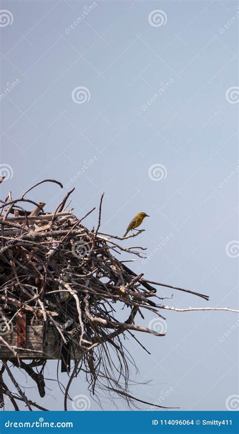 Pine Warbler Bird Setophaga Pinus Perches on a Big Osprey Nest Stock ...