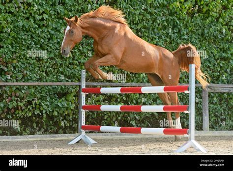 Horse loose jumping hi-res stock photography and images - Alamy