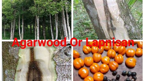 Agar Wood Or Lapnisan Plantations In the Philippines - YouTube