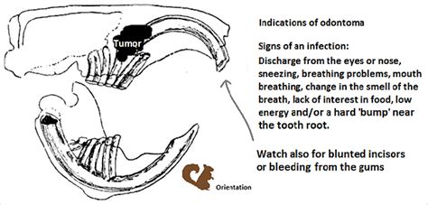 Teeth Issues in Squirrels | Mysite