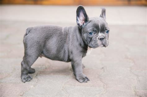 French Bulldog Tail Docking Debunked