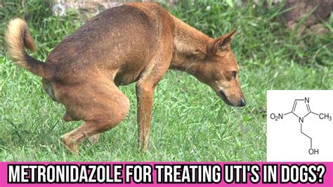 Can Metronidazole Treat Urinary Tract Infections in Dogs?