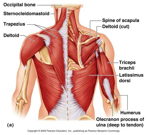 Shoulder Muscles And Tendons Diagram