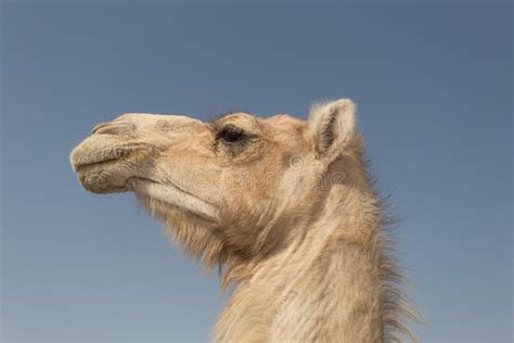 White camel stock image. Image of africa, arabia, tourism - 56737245