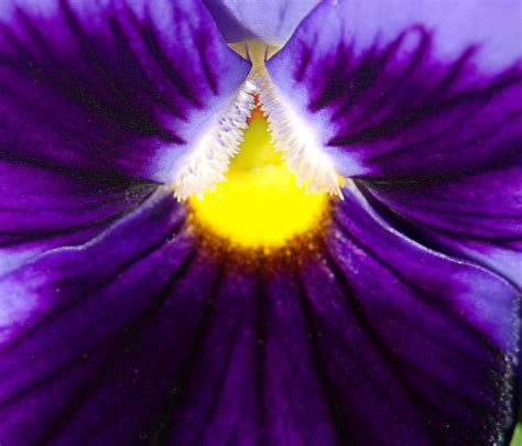 Purple Pansy | habari1 | Flickr