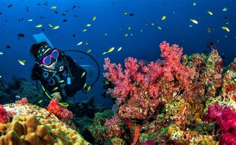 Egypt’s Red Sea Named Third Best Diving Destination in the World in ...