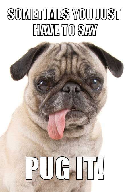 Dog humor hilarious Pug Meme. 618470961310898919 | Funny dog memes ...