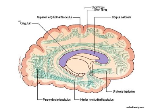 Brain pptx - دكتور نجاة نظري - Muhadharaty