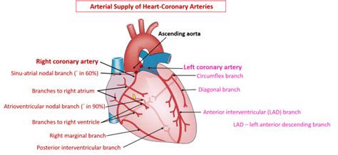 Arterial Supply of Heart , right and left coronary arteries, cardiac dominance, Anatomy QA