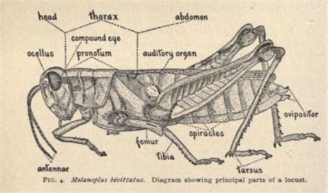 Diagram of a Locust | Insect art, Entomology illustration, Insect drawing