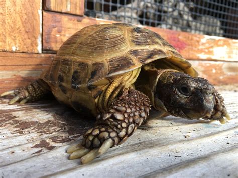 Our new Russian Tortoise named POO-tin #russianTortoise | Sulcata tortoise, Tortoise, Russian ...