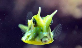 Longhorn Cowfish - Facts, Pictures & Habitat Information