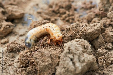 The larvae of the May beetle Common Cockchafer or May Bug (Melolontha ...