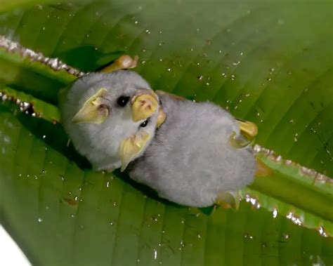 Honduran White Bat - Facts, Diet, Habitat & Pictures on Animalia.bio