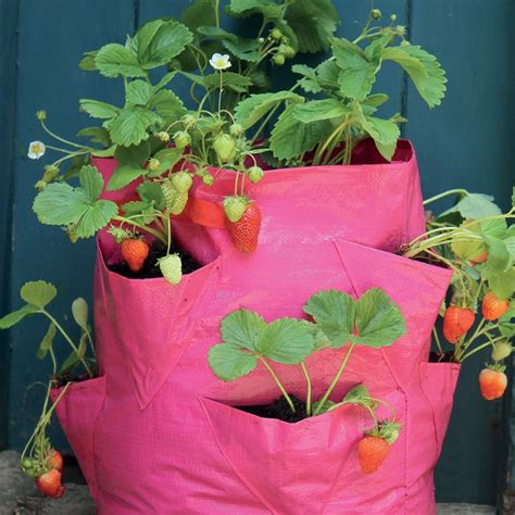 Buy Strawberry and herb patio planters - set of 2: Delivery by Waitrose Garden