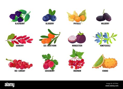 Fruits berries names Stock Vector Images - Alamy