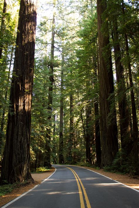 Avenue of the Giants | This famed road, easily the most scen… | Flickr