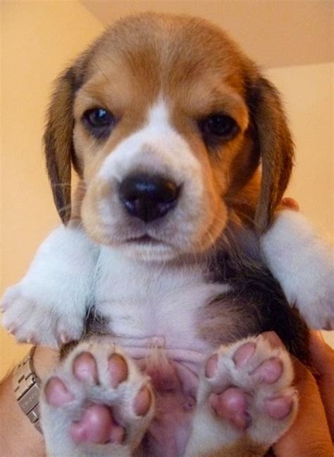 366 best Beagles images on Pinterest | Beagle puppy, Beagles and Dogs