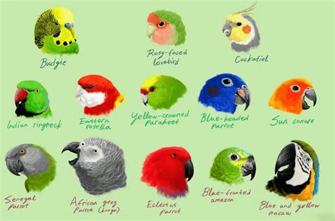 Talking parrots - 10 Best Talking Pet Parrot in the world