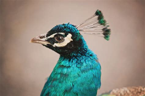 Indian Peacock | Indian Peacock, Peafowl, strolling through … | Flickr