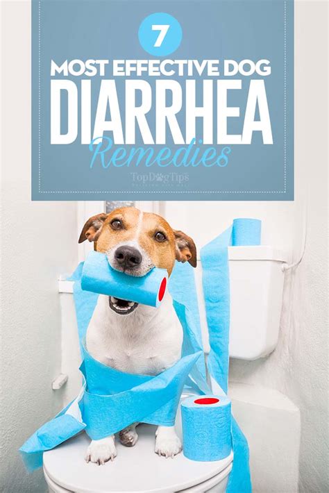 Top 7 Best Dog Diarrhea Remedies in 2017