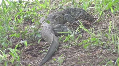 உடும்பு #UDUMBU #shorts #nature #wild ANIMALS #WILDLFE PHOTOGRAPHY #moniter lizard #wild animals ...