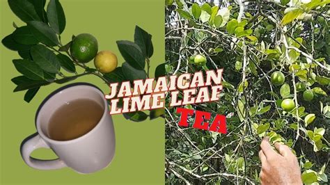 Lime Leaf Tea RECIPE / BENEFITS of Lime Leaf Tea / Earth's Medicine - YouTube