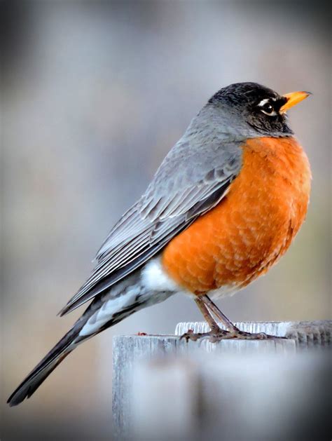 Animal Symbolism: Red Robin Meaning on Whats-Your-Sign.com