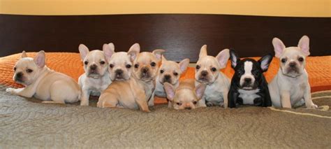 Take Care of French Bulldog Puppies