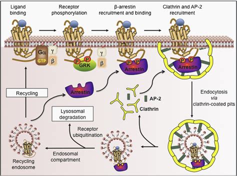 Figure 2 from An overview of the diverse roles of G-protein coupled receptors (GPCRs) in the ...