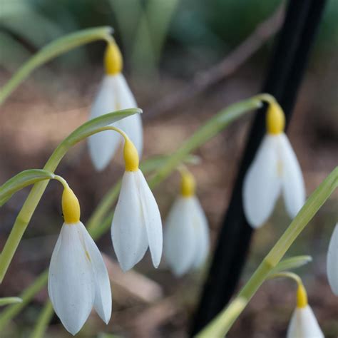 Galanthus plicatus 'Bill Clark' - galanthus.be